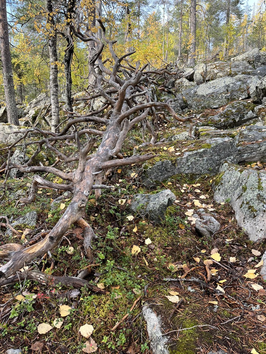 Suomen luonto #lapland #ylläs #kuer #ruska2023