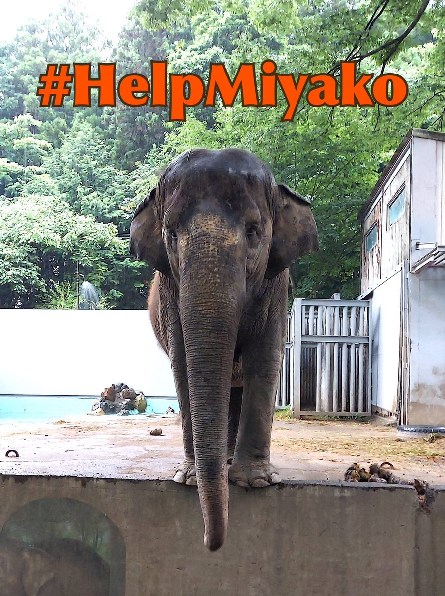MegumiMatsuda3's tweet photo. 🆘🐘🆘　#HelpMiyako

@utsunomiya_zoo 

#ElephantsInJapan の最新情報を見て宮子さんの足の健康状態を心配しています。どうかElephants in Japan (info@elephantsinjapan.com)と協力し、経験豊富なゾウの専門家に彼女の健康状態を診断してもらい、必要なフットケアが受けられるようご配慮ください。 https://t.co/wzeOdAh77M