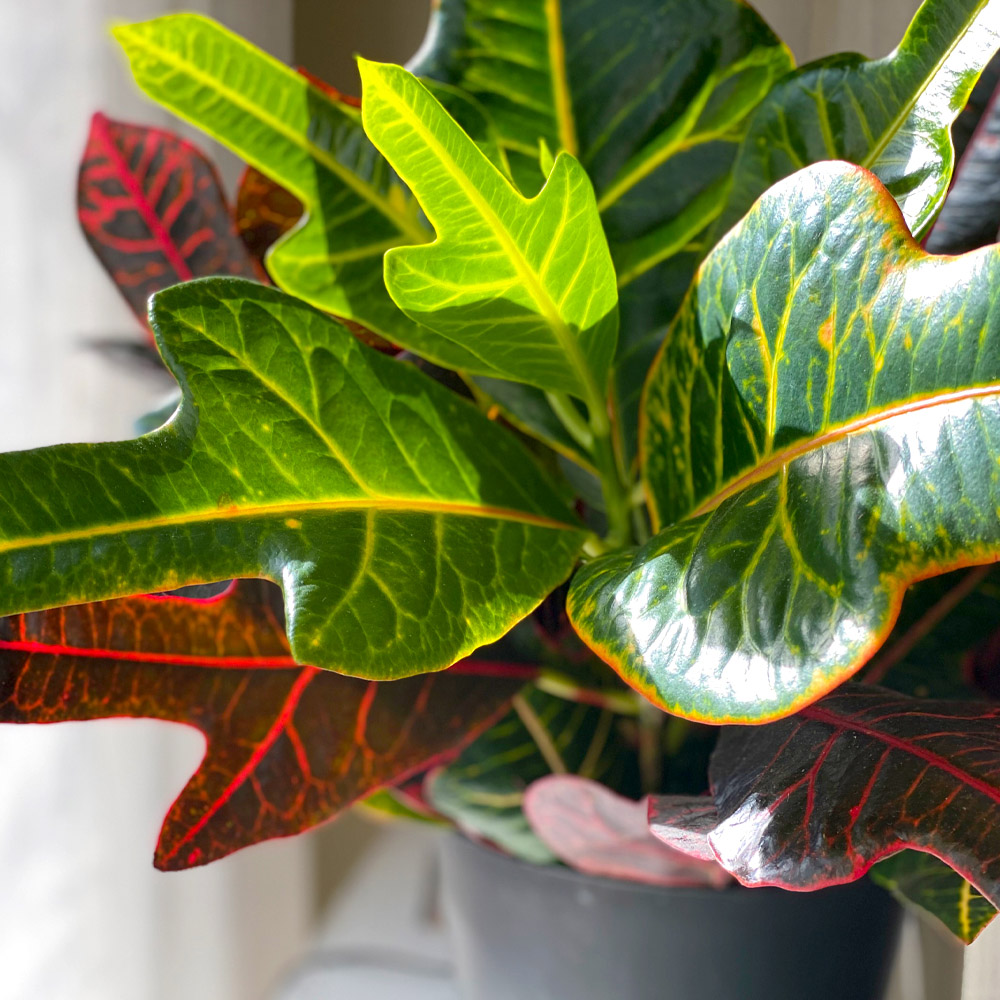 StauffersKH's tweet photo. Just as you acclimated your plants to the outdoors in the Spring, it is a good idea to slowly get them used to being inside for the winter. This will reduce their stress when you finally bring them in altogether for the winter. https://t.co/8oYddjXtEo
