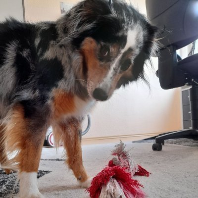 ceta_mina's tweet photo. @Phil_Sledge Cetas favourite toy. It's called Igor 😁 https://t.co/kiAbFyO9rn