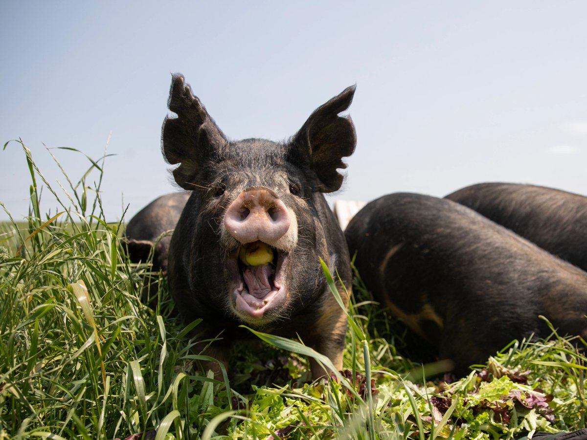 Happy #FarmAnimalAwarenessWeek from these udder-ly adorable animals! We hope these cuties bring you the perfect amount of serotonin to your day 😊 What's your favorite farm animal? Visit aspca.org/DefeatEATS to learn how you can help us protect farm animals 🐷 🐥