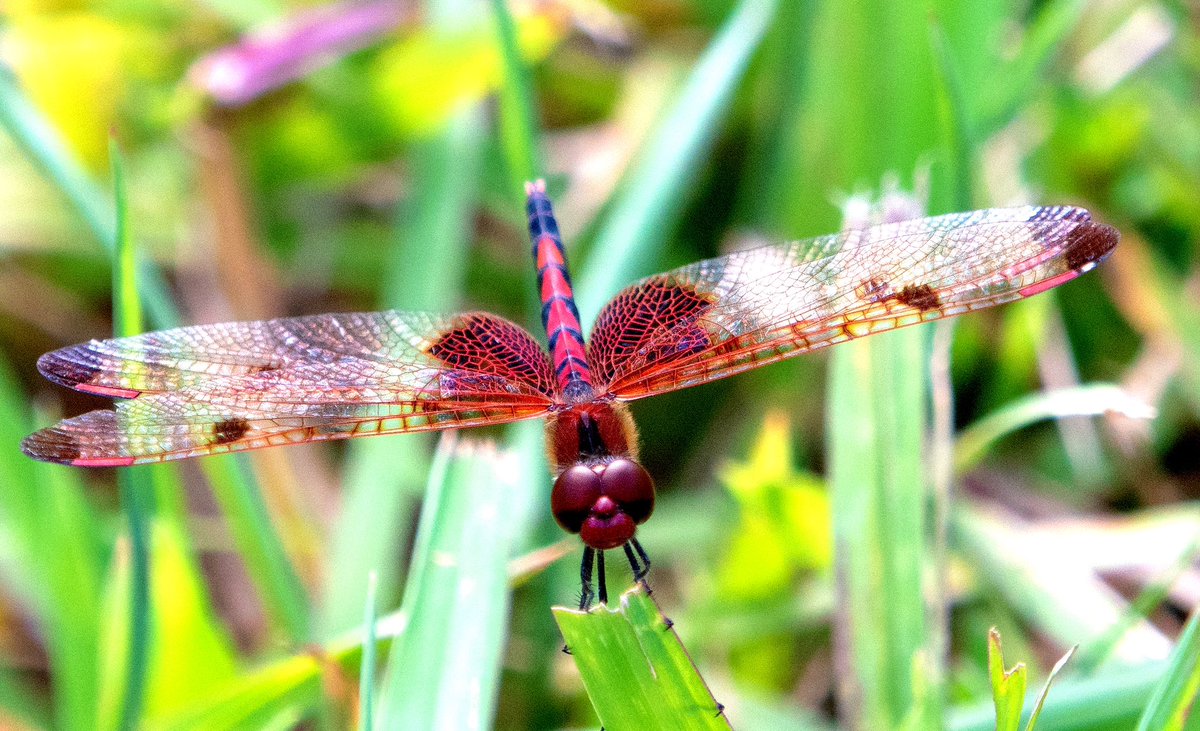 GooseGirl26's tweet photo. A beautiful calico pennant perched on a blade of grass! #Wildlife #Nature #Outdoors #AnimalWildlife #dragonflies #insect #bug #calicopennant #virginiawildlife #wildlifephotography https://t.co/D4bqHyYgaF