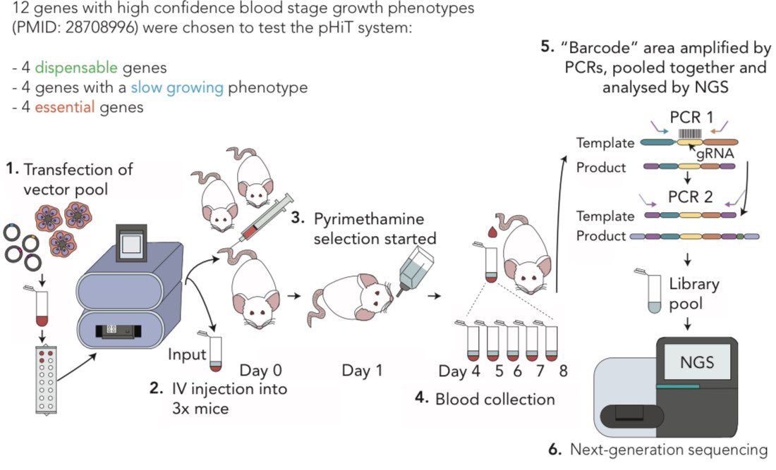 Thorey Jonsdottir (@thoreyjonsdott1) on Twitter photo Come to poster #102 today if interested in knowing more about how we are scaling-up CRISPR based genetic screening in Plasmodium berghei <a href="/Bushell_Lab/">ellen bushell</a> #MPM2023 Come to poster #102 today if interested in knowing more about how we are scaling-up CRISPR based genetic screening in Plasmodium berghei <a href="/Bushell_Lab/">ellen bushell</a> #MPM2023