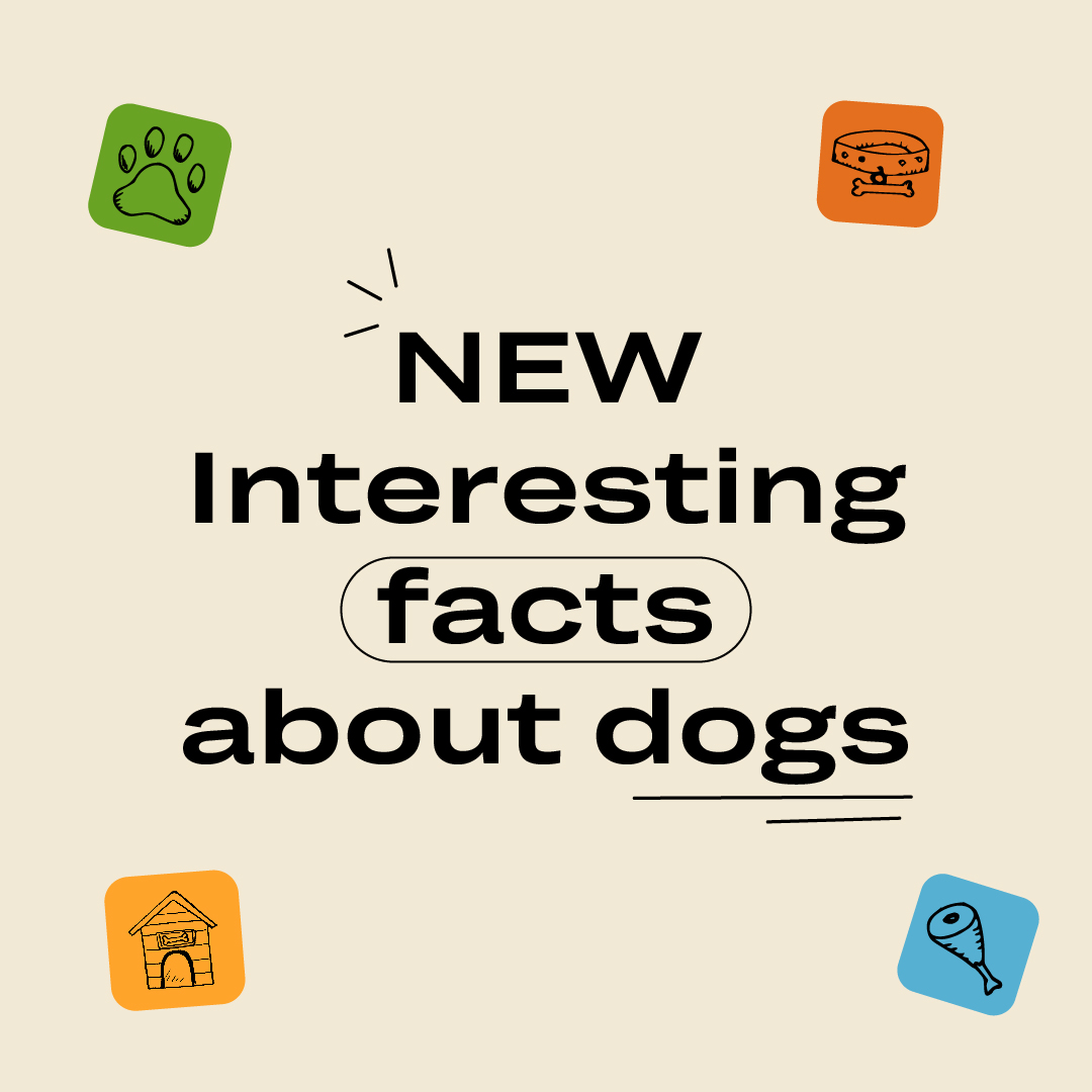 TextTeo_AI's tweet photo. βοΈ We have prepared new interesting facts about dogs for you, read on! π§‘
#TextTeo #TEO #Facts #Dog #Metaverse #Charity https://t.co/pbyoOQNal4