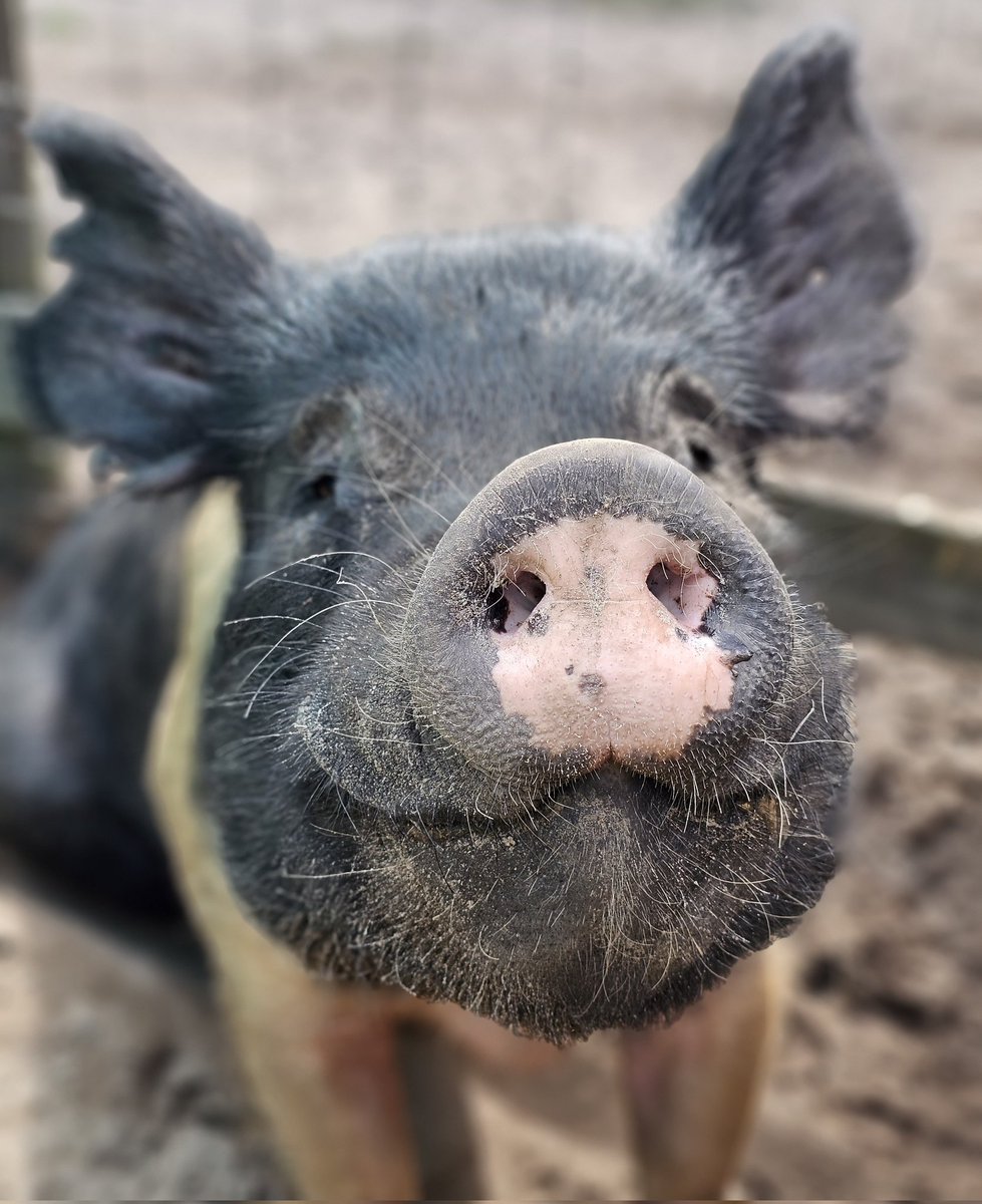 Flip Side Sanctuary tweet media