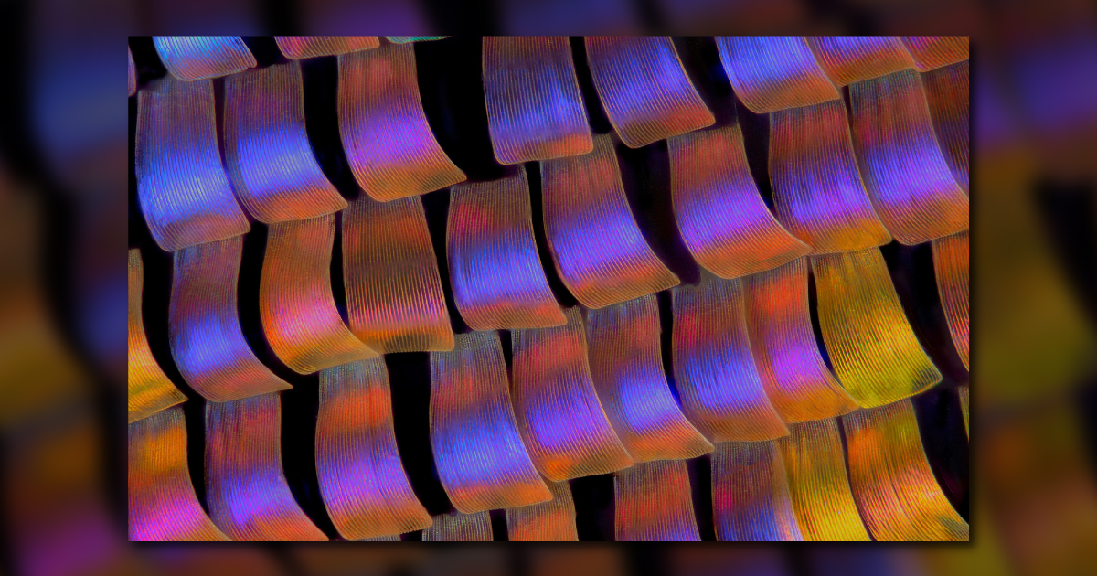 ASMInternatnl's tweet image. 🤩 Behold September's #ImageoftheMonth: Twilight Wings! 🦋 This stunning shot of the twilight moth Urania ripheus reveals its enchanting wing scales. 📸✨ Honorable Mention winner in Olympus/Evident Image of the Year Award 2020 contest. Courtesy of Walter Ferrari of Argentina.