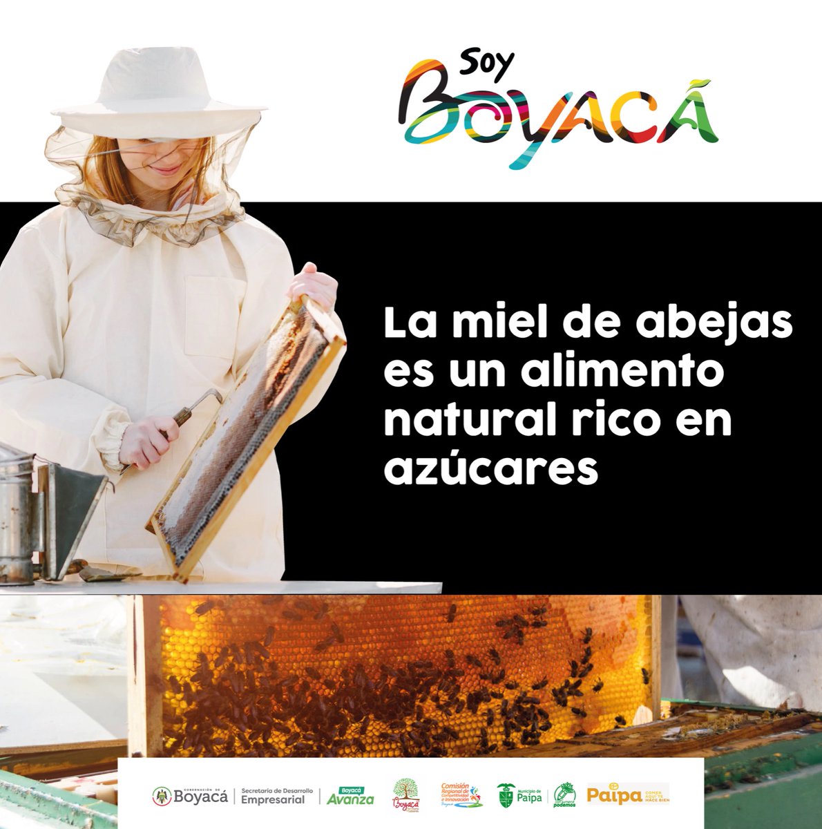 "En #Boyacá, la #miel 🍯es más que un producto, es un legado de nuestras abejas y un regalo de la naturaleza. Únete para proteger a nuestras incansables polinizadoras y disfrutar de la miel más pura y deliciosa. ¡Siente el dulce abrazo de Boyacá en cada gota de miel!"