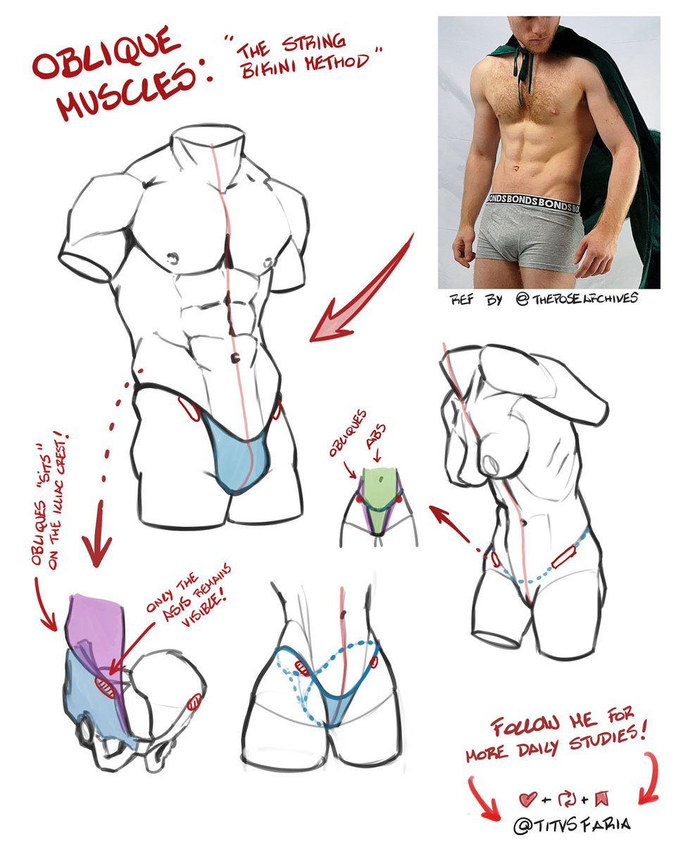 Yeeyyy! We are 4000! thank you so much for follow me and lets keep studying together!

Today we have some oblique tips! Obliques sits on the illiac crest, poping out through its boarder, except on the ASIS area.

illiac crest boarder = string bikini lol

refs by <a href="/theposearchives/">The Pose Archives ⚔️</a>