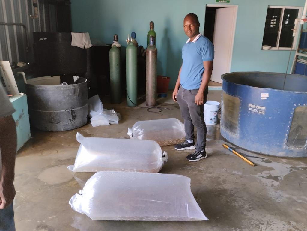 Feda_RD's tweet photo. ¡Seguimos Dao al Pecao apoyando el sector acuícola del país!
En esta ocasión realizamos la entrega de 15 mil alevines de tilapia roja y gris F1, al beneficiario José Arturo Contreras Prov. María Trinidad Sánchez.
#fedard #rd #acuicultura #daoalpecao https://t.co/iLD41dWZBm