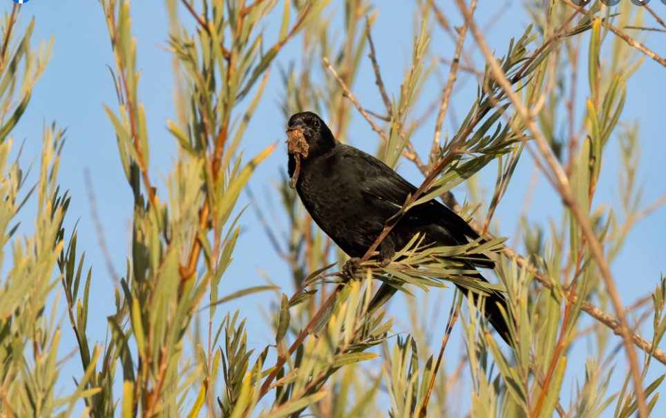 CosumnesRiverP's tweet photo. ***REPOST*** - The Sandhill Cranes should be back at Cosumnes River Preserve soon! In the meantime, here's a female Red-wing Blackbird having lunch. -David Abbott https://t.co/WwJhNGPcG8
