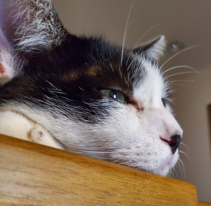 今日のにゃんこ 