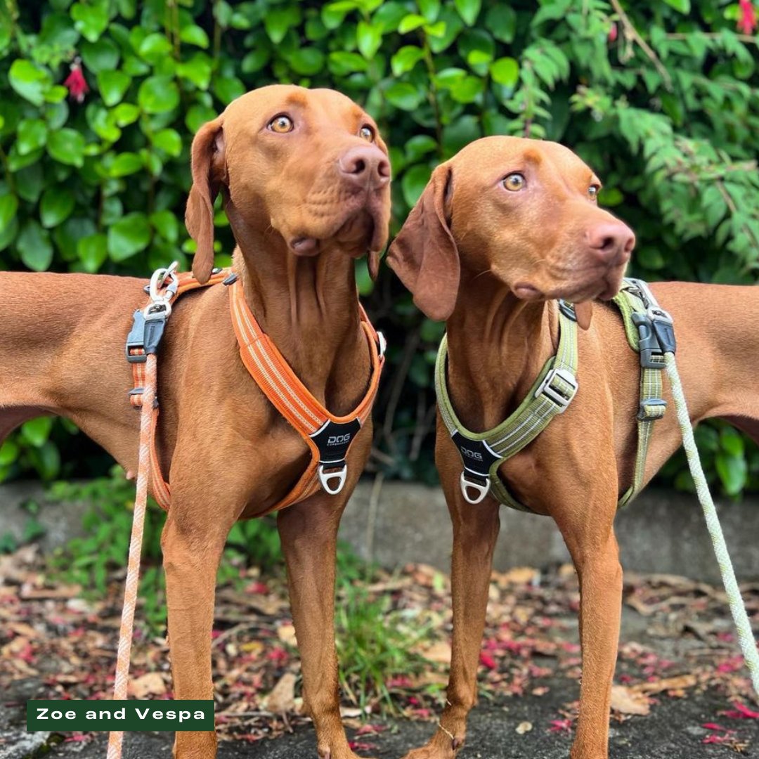 UrbanPawsandCo's tweet photo. Introducing Urban Paws Ireland🐾

✨ Meet Nebu, Bobby, Beni and Bowie, Zoe, and Vespa - they're not just pets; they're the trendsetters and the social media stars. 📸

Don't miss the opportunity to collaborate with Ireland's finest! ✨

📧 info@urbanpawsireland.com https://t.co/JKbUQyjuep