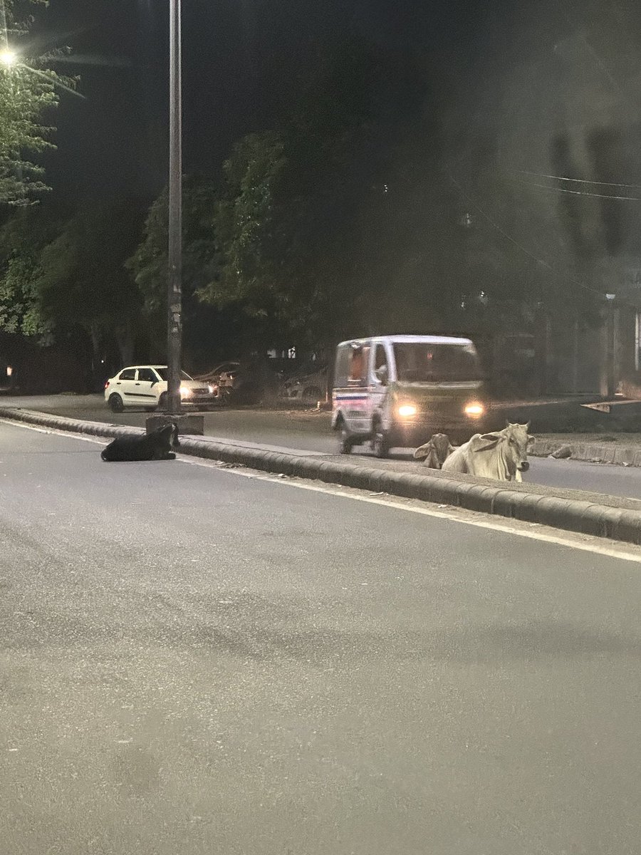 sameergoel91's tweet photo. Everyday, round the clock, cattle herd can be seen sitting, walking or running on the road near B-10 market @ Vasant Kunj . God forbid , an accident is waiting to take place since this road is just opposite to Bhatnagar and GD Goenka schools. @MCD_Delhi @PMOIndia @ArvindKejriwal https://t.co/7WTDawTc7H