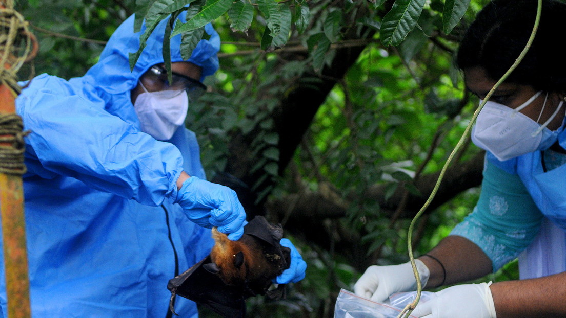 #India se ha visto azotada por el mortal virus Nipah, que ya se ha cobrado la vida de dos personas. Autoridades han ordenado realizar pruebas masivas entre la población, han impuesto restricciones de reuniones públicas e incluso cerraron algunos centros educativos.