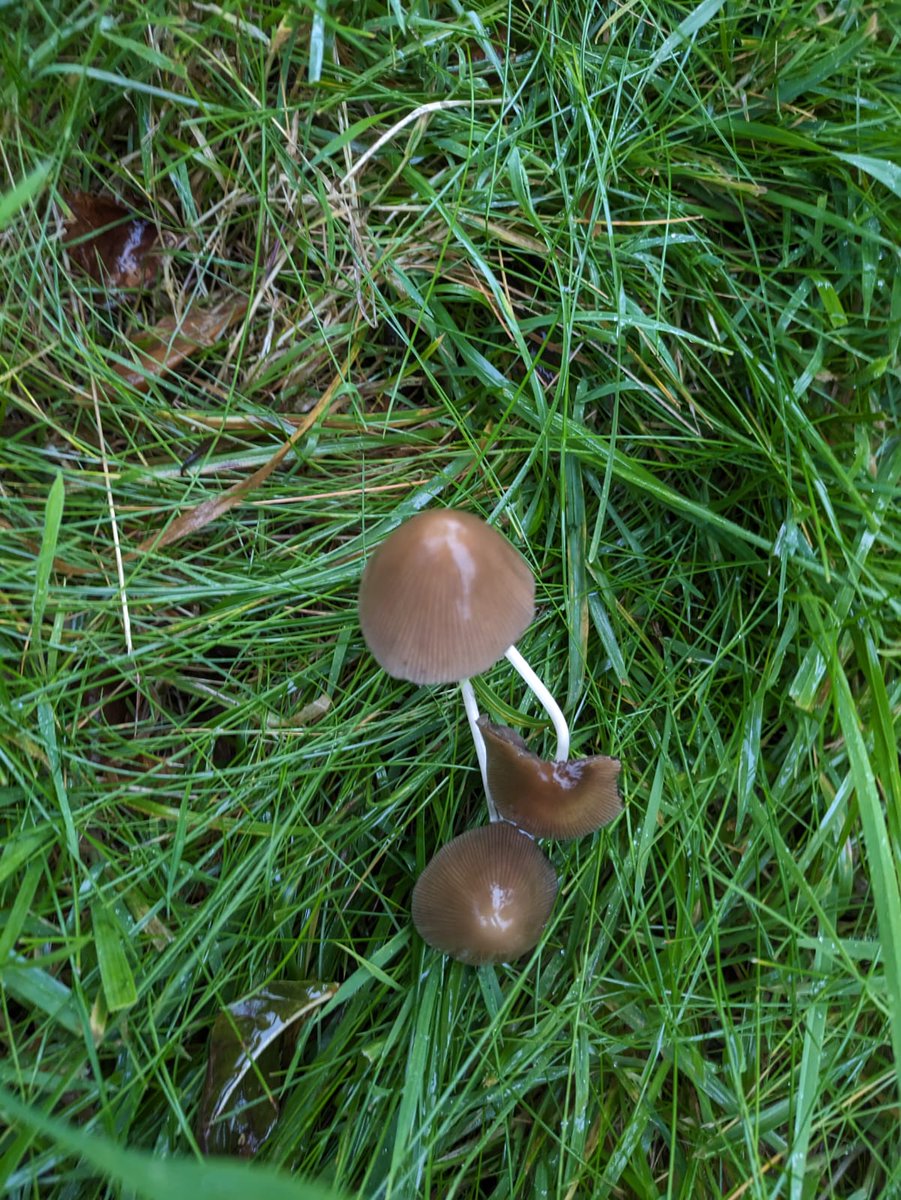 This common species is the Conical brittlestem (Parasola conopilus). It's striated conical cap and brittlestem are a good indication. To ease memorising, think of the shape of the cap (cone ~ conopilus)