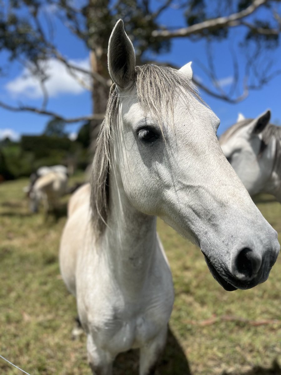 Sebastian Estrada Gomez tweet media