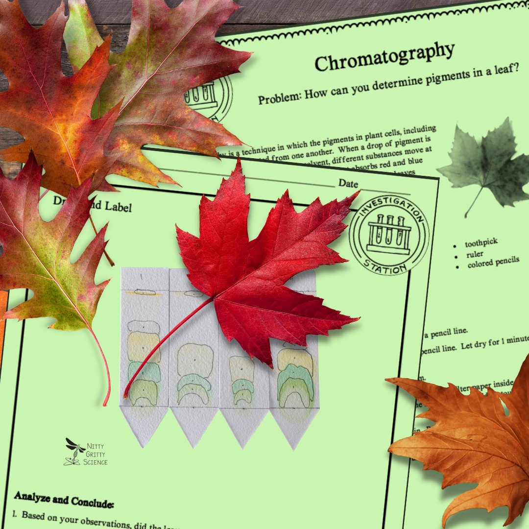 NGS_Education's tweet photo. 🍂 Fall's here, and leaves are in on the science magic! 🌳 Dive into this cool science activity from @NGS_Education  - learn chromatography to split plant pigments!⁣  🍂🍃 #ScienceMagic #Chromatography #FallSTEM [Link: https://t.co/k7kgukWBJL] https://t.co/PMnMABW8Pu