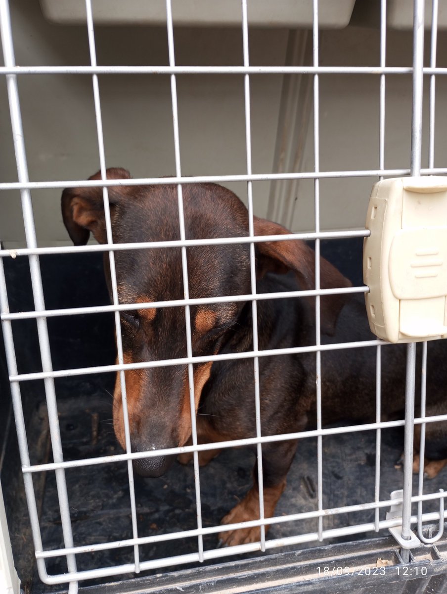 PLCintruenigo's tweet photo. Perro 🦮 salchicha recogido esta mañana y entregado al Lazareto Comarcal.
Si eres su responsable acude a sus instalaciones en el #Culebrete a recogerlo. https://t.co/2syIilDoaa
