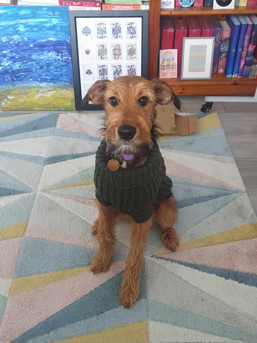 SpringPetsUK's tweet image. It's been a while from me...

But I just had to post this 😍