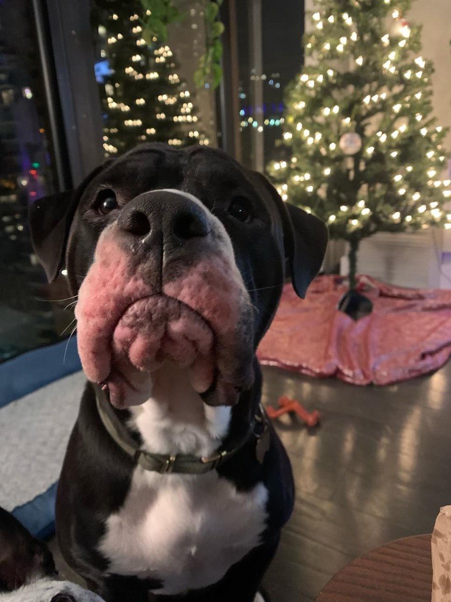 ChiScammer's tweet photo. URGENT! LR knows of a pup that is looking for a new home. This is urgent because he will be put down next Wednesday, 9/20 if he does not find a home or rescue to go to. 

Here are his details...

REX turned 3 years old on August 8th. He is a 70-pound neutered pit/rott mix…. 🧵 https://t.co/VxZAAHXO67