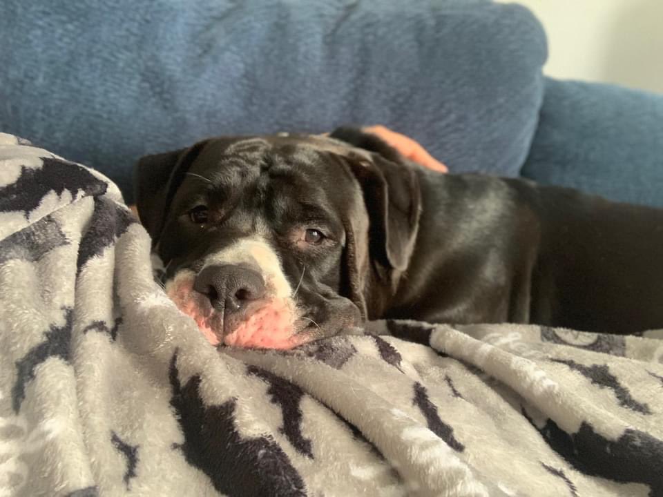 ChiScammer's tweet photo. URGENT! LR knows of a pup that is looking for a new home. This is urgent because he will be put down next Wednesday, 9/20 if he does not find a home or rescue to go to. 

Here are his details...

REX turned 3 years old on August 8th. He is a 70-pound neutered pit/rott mix…. 🧵 https://t.co/VxZAAHXO67