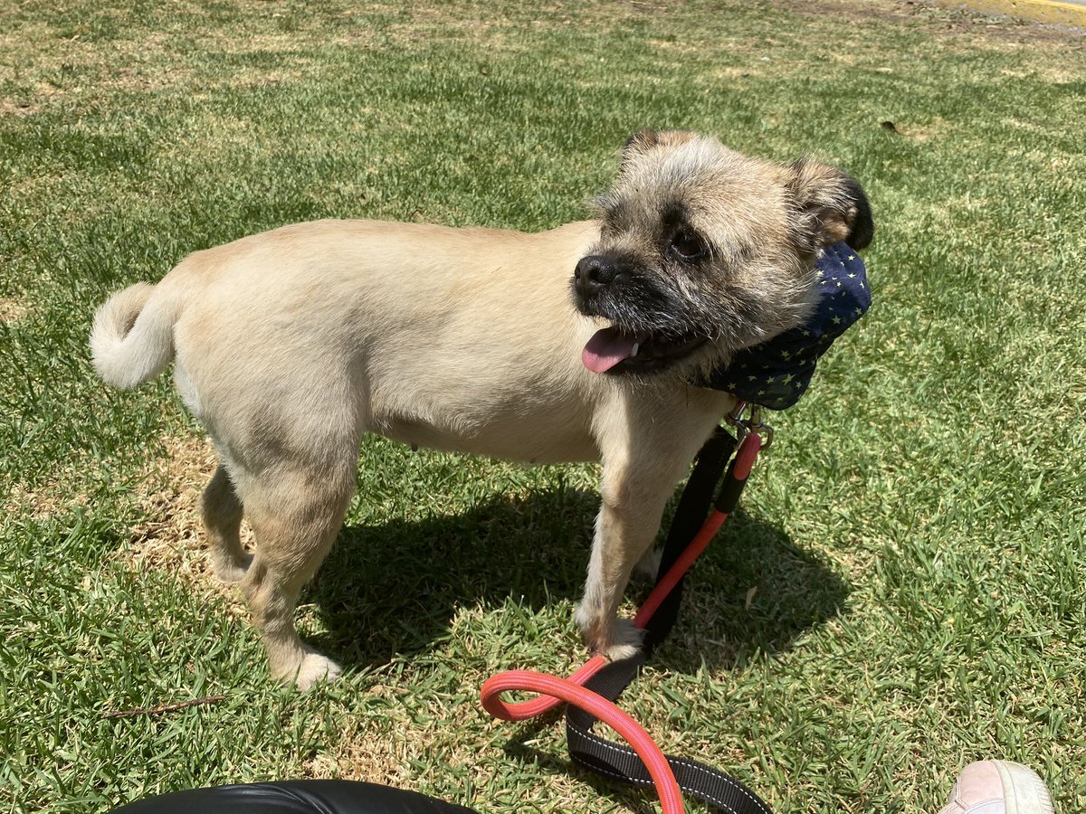 HELA_MORE's tweet photo. Nuestra hermosa Maggie les desea buenos días a todos y un feliz inicio de semana.
Recuerden que sigue en adopción 💜
Además tenemos otros perritos que también están esperando ser elegidos 🥰♥️🐶
Estamos en Ciudad de México 🇲🇽 https://t.co/L3n3RbzRFS