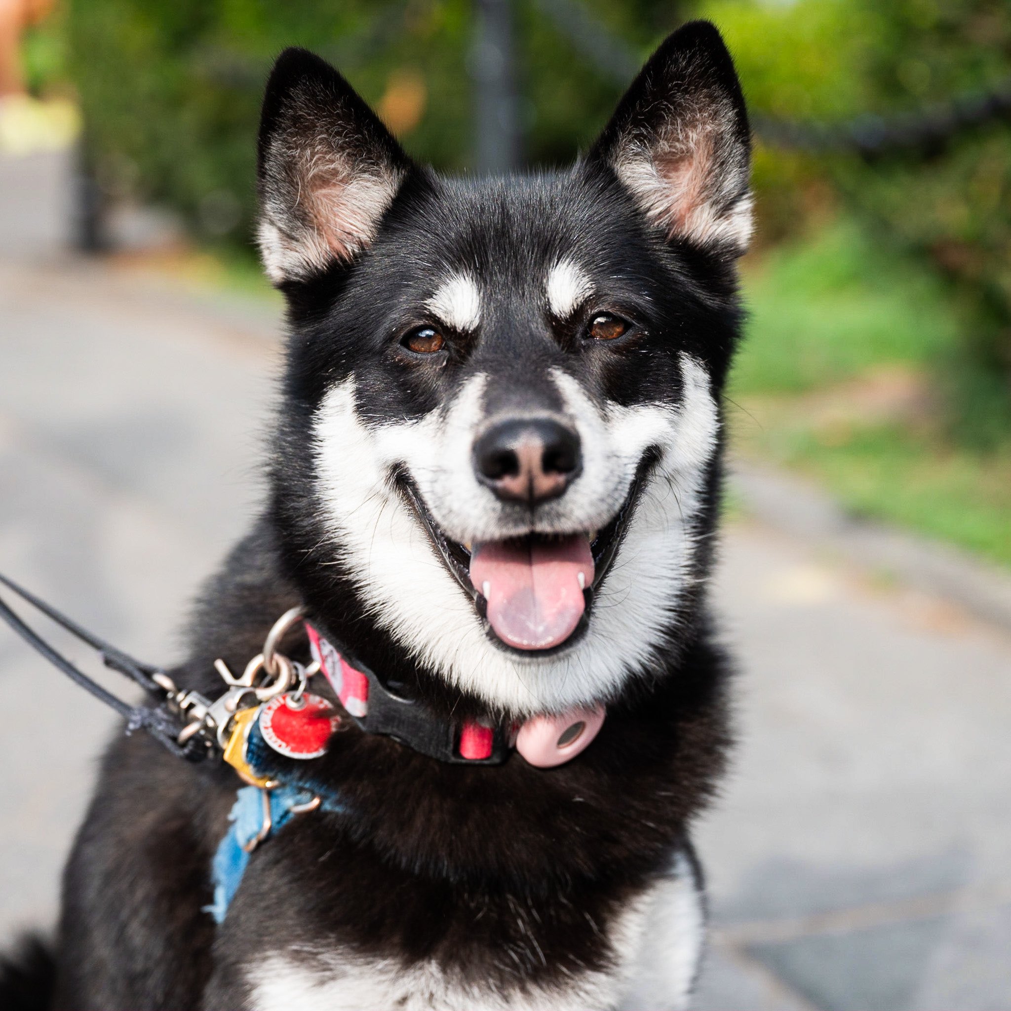 Pomsky german sales shepherd mix