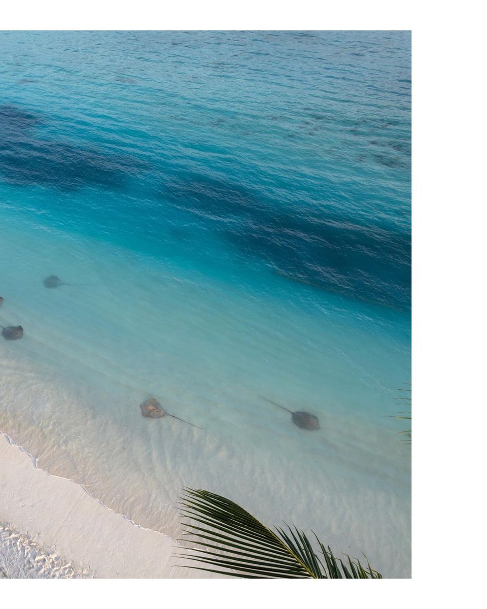 visitparadisemv's tweet photo. "I'm feeling a "fever" coming along 🌊
.
A group of stingrays is called "a fever" if you were wondering 😁"

📍Villa Park, Maldives
📸 @kam.digital via IG
@djiglobal AIR2S 
#maldives #luxurylife #maldiveslovers #beach #ocean #exploringmaldives #maldiveslife #amazingmaldives https://t.co/YtUWsggi2v