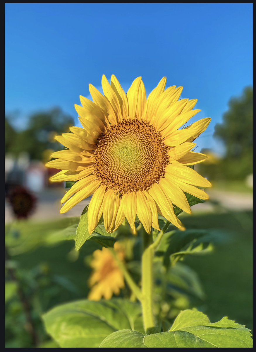 ᴇᴅᴅɪᴇ 🌻 tweet media