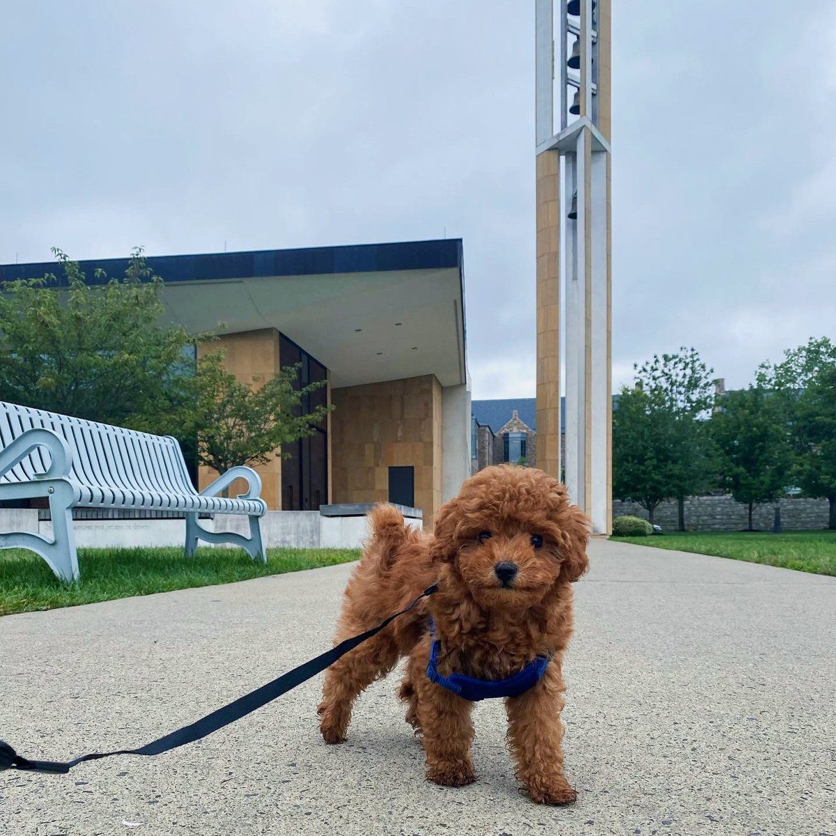 sacredheartuniv's tweet photo. Big Red, meet Koda! ❤️ 

📸: Audrey DiMella '23 

#WeAreSHU #SHUPets https://t.co/S6Khs3QzDH