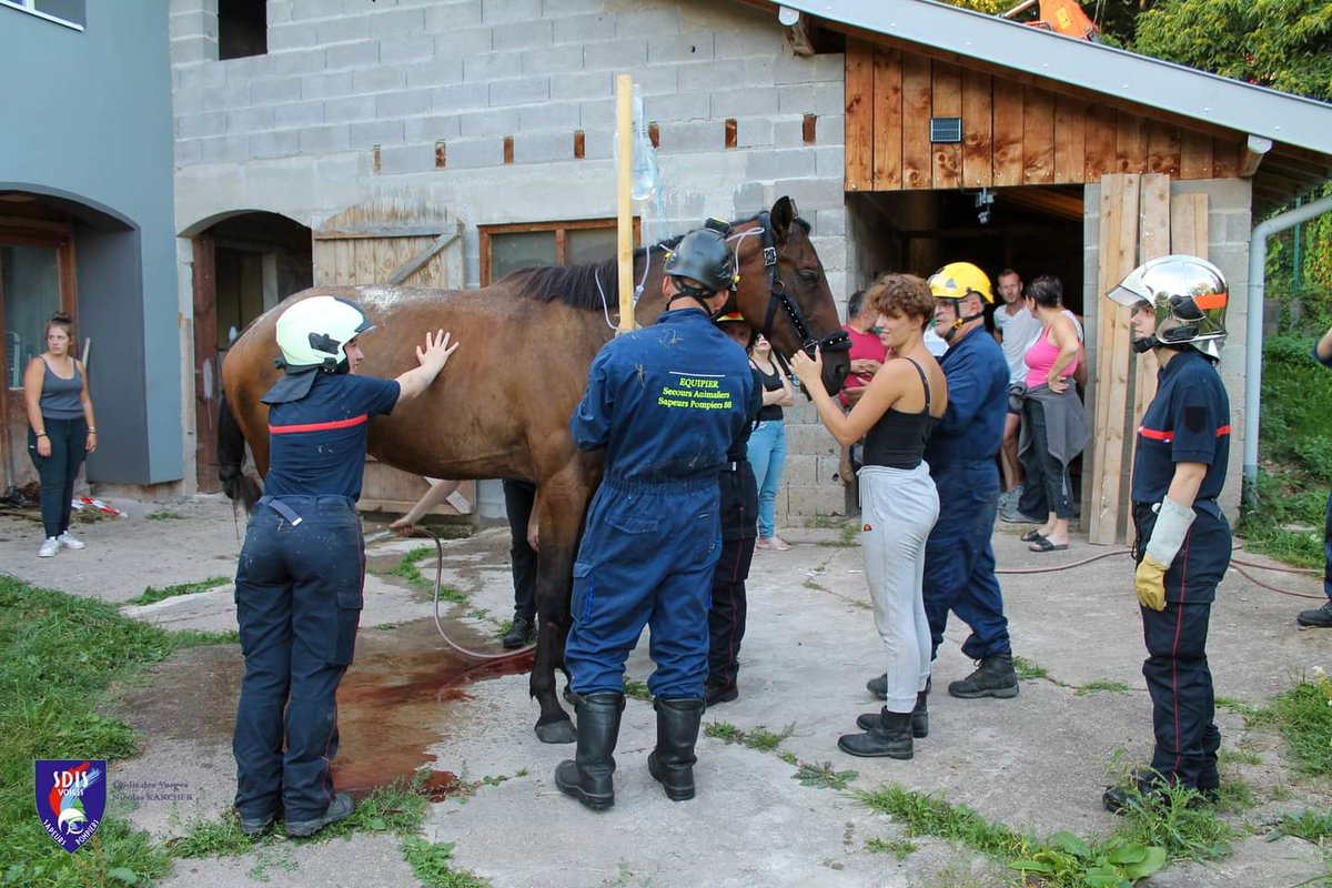 SDIS88's tweet photo. [Opération]

Ce dimanche, les pompiers du @Sdis88 ont été alerté pour un #cheval qui a traversé un plancher à #Fraize 🐎

Encadré par 2 vétérinaires, le cheval a été relevé par nos équipes #SauvetageDéblaiement et #Animalière afin de retrouver la terre ferme pour y être soigné 👏 https://t.co/34lJynrRZl