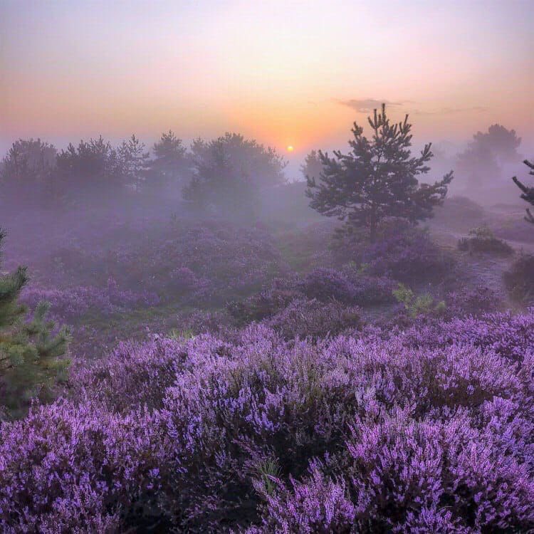 violet✧*｡ tweet media