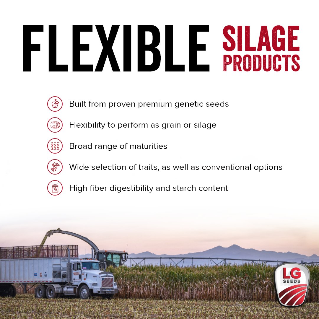 Finding the perfect fit for your operation is no easy task when it comes to #silage corn. Thankfully, LG Seeds has a wide variety of options to cater to your unique needs. Discover the #ReliablePartner for your silage solutions: lgseeds.com/silage-solutio…

#CowChow