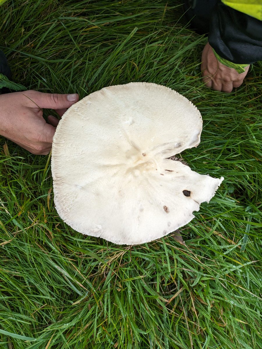 This large mushroom is a horse mushroom (Agaricus arvensis), look for a cog- wheel pattern on the stems ring.