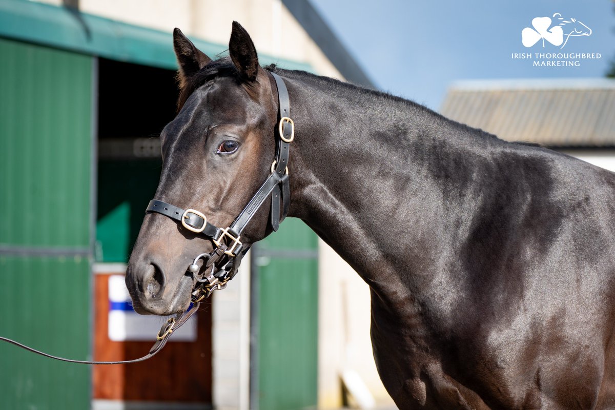 A lot of quality on offer at @tatts_ireland Sept Yearling. 🤩

<a href="/brothers_browne/">BROWNE BROTHERS BLOODSTOCK</a> offer Lot 4⃣2⃣3⃣. The only colt in the sale by Study Of Man (IRE). Half to Listed winner SKYMAX.

📖 Part One 10am 19-20 Sept: bit.ly/45AW7H0
📖 Part Two 10am 21 Sept: bit.ly/3PCABfV