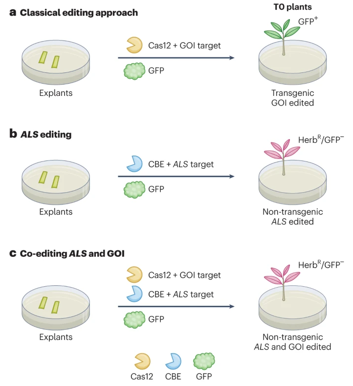 NaturePlants's tweet photo. With News &amp; Views:

Gene editing: Blueprint for non-transgenic edited plants https://t.co/iLGaQaeM07

A robust strategy to obtain edited crops without integration of a transgene is developed based on co-editing the ALS gene and a gene of interest. https://t.co/obwBZcqUqw