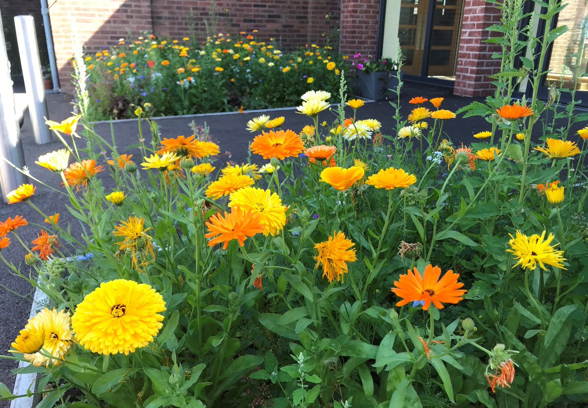 At least the rain is helping our flowers thrive for a bit longer! <a href="/MeadowInGarden/">Meadow In My Garden 🍃💚🍃</a>