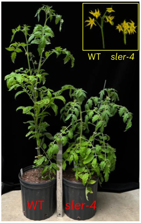 New Brief Comm: "Transgene-free genome editing of vegetatively propagated and perennial plant species in the T0 generation via a co-editing strategy" rdcu.be/dmrsM

Potent genome editing toolkit to generate transgene-free genome-edited plants in the T0 generation.