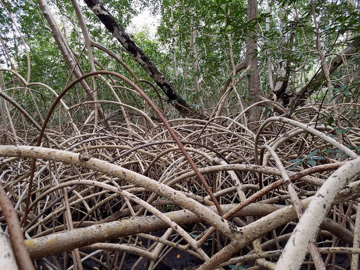 David Lagomasino (@dlagomasino) on Twitter photo Do you love @mangroves and #RemoteSensing? Come work with our team in the Coasts and Oceans Observing Lab!
We are hiring a postdoc to work on mapping changes in mangroves and other coastal systems around the world. <a href="/CoastalECU/">ECU Integrated Coastal Programs</a>
ecu.peopleadmin.com/postings/64750 Do you love @mangroves and #RemoteSensing? Come work with our team in the Coasts and Oceans Observing Lab!
We are hiring a postdoc to work on mapping changes in mangroves and other coastal systems around the world. <a href="/CoastalECU/">ECU Integrated Coastal Programs</a>
ecu.peopleadmin.com/postings/64750