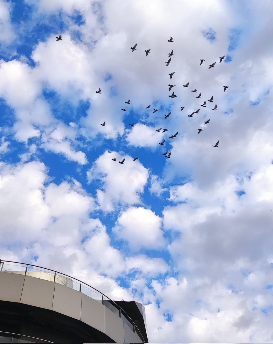 I love the sky 💙 Pájaros al viento. #skyphotography #cielo #fotografia #clouds #nubes