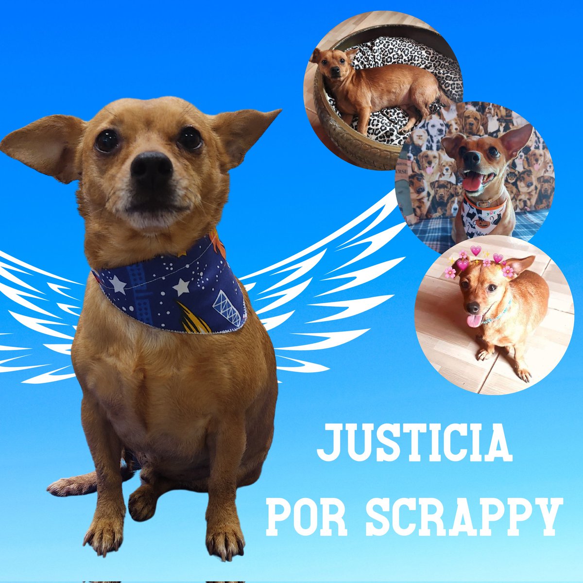 salvandohocicos's tweet image. Te arrancaron de nuestras vidas sin aviso y sin justificación, éstas personas no saben que eras el perro más amado, más amoroso, más bueno de este mundo. Que jamás le hiciste mal a nadie.
No voy a decir que eras demasiado bueno para este mundo por eso te fuiste, porque no es así