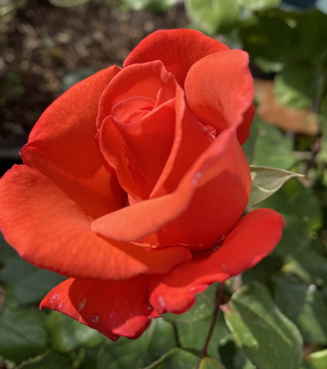‘Joro’ rose demanding attention at the allotment 🧡
#GardeningTwitter #GardeningX #RoseADay #Roses #Roses23