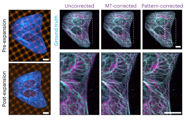 A paper out today from @KapiteinLukas and colleagues describes a much-needed tool for measuring and correcting for distortions in a range of expansion microscopy protocols. nature.com/articles/s4159…