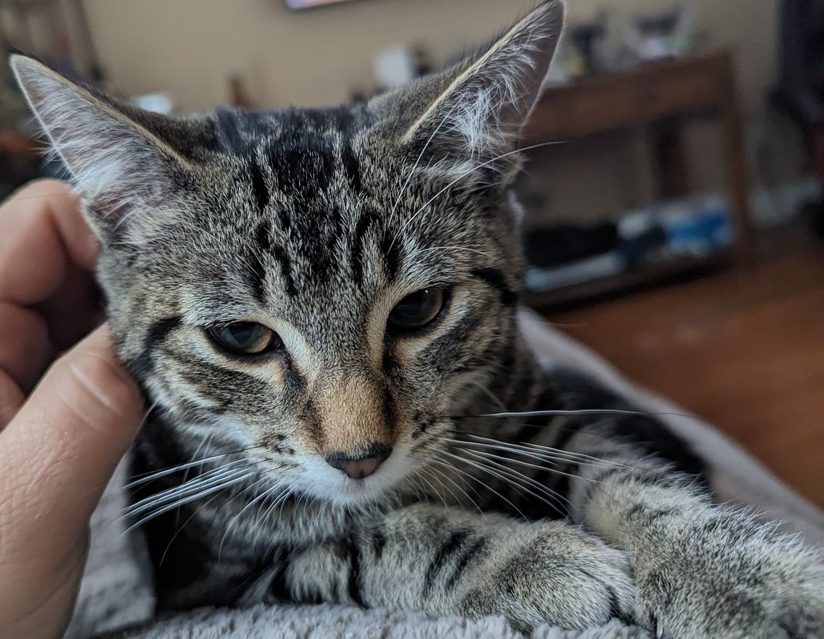 Freeman_4_Ever's tweet photo. Someone's happy I'm back...
#herekitty https://t.co/IqmUGGm207