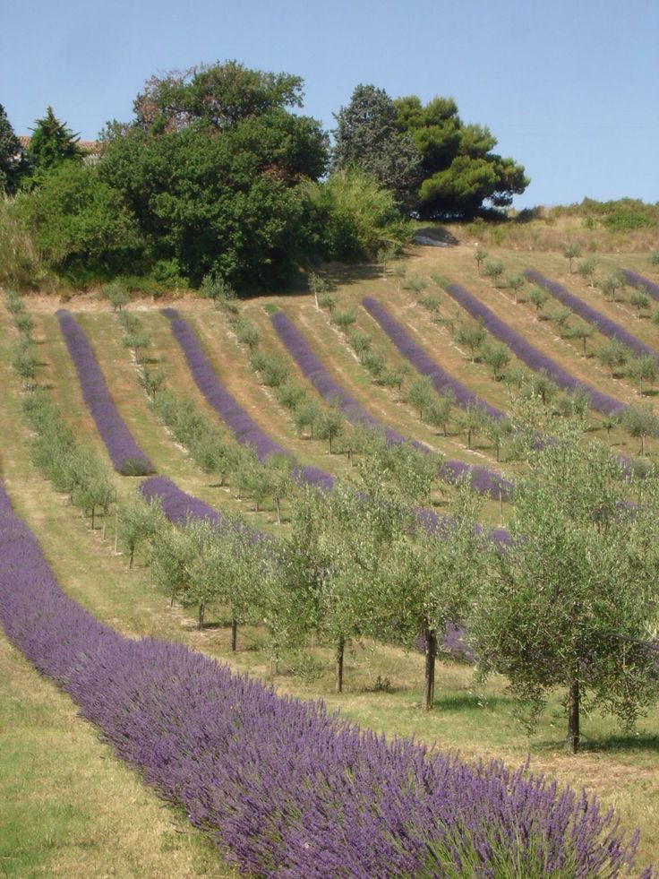 Our back yard! 
Olive Groves and Lavender fields! 

#ancientgreece #olivesandsage #elaiones #olive #olivetree #olivegrove #lavender #lavenderfield #lavenderfields #olivegroves #agrotourism #agritourism #greece #hellas 
#peleponnese #nature #naturelover