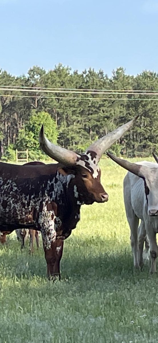 7LobosRanch's tweet photo. Unleash your inner adventurer &amp; make amazing memories with your friends &amp; family! Join the hunt now at 7 Lobos Ranch: https://t.co/RGhSHSheHT

#7LobosRanch #TeamBuilding #Hunting #Resort #Corporate #Events #EastTexas #ExoticAnimals #Adventure #Lodge https://t.co/Sbld4jeSCs