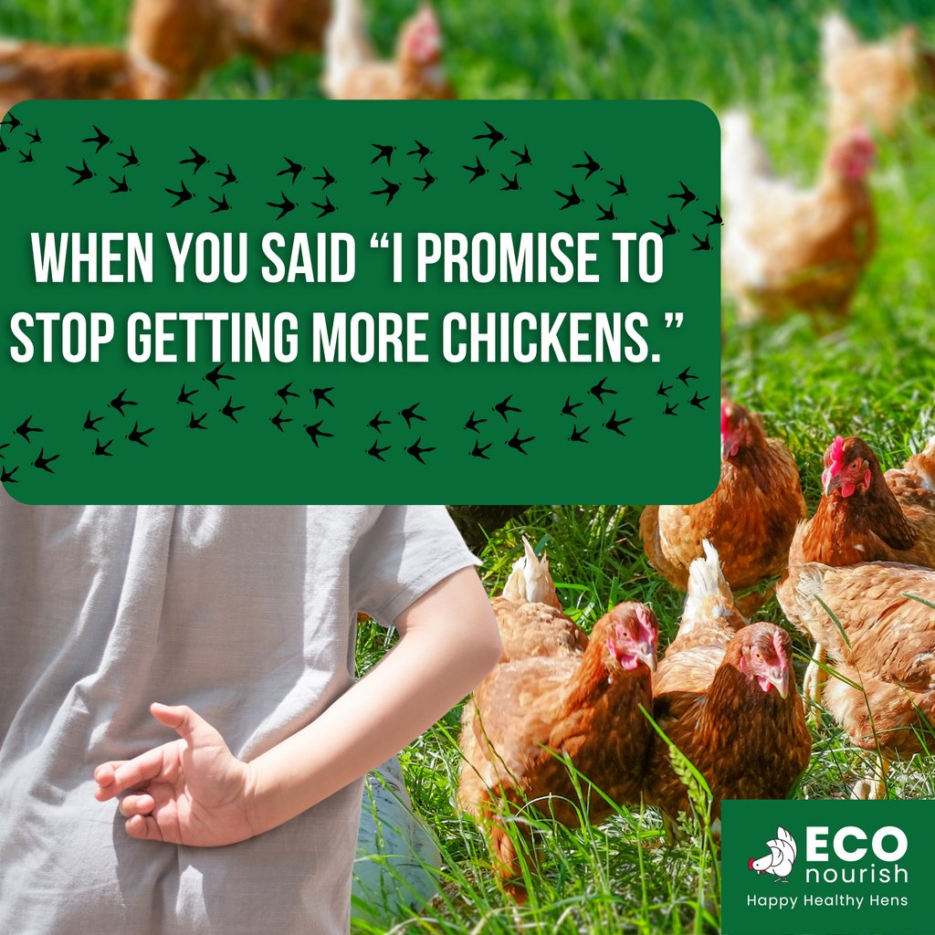 We always have good hententions to stick to our promise, but...they're just too cute! 💚🙈

#ECOnourish #chickens #hens #chickensaspets #petchickens #chickenaddict #chickenaddiction #chickenobsessed #chickenlove #chickenlover #welovechickens #littlewhitelie #oops