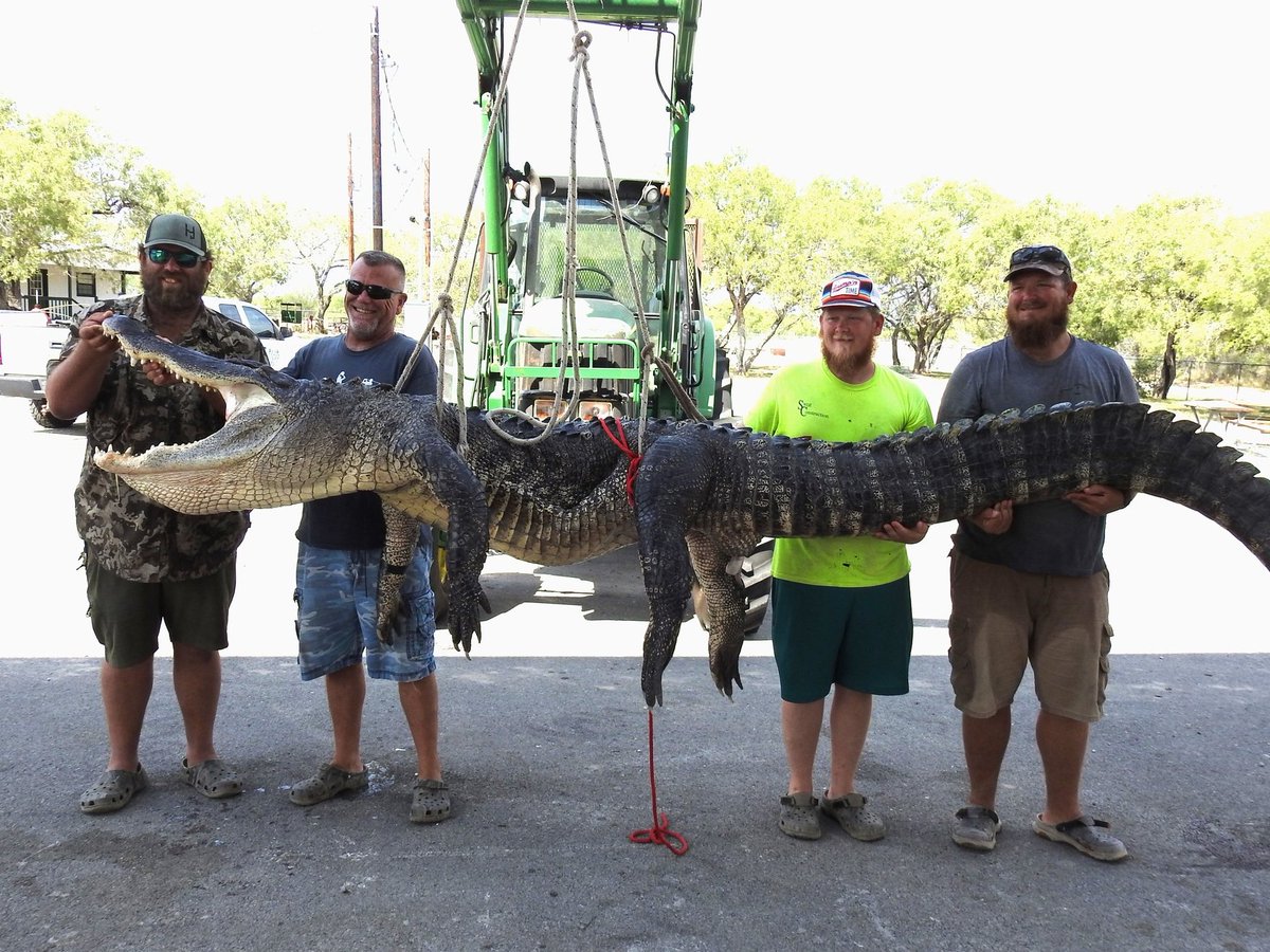 River monster! 👀

This 520 lb alligator was harvested during a permitted hunt at the James E. Daughtrey Wildlife Management Area in #SouthTexas 

Find public hunting opportunities at bit.ly/PublicHuntingTX

#TexasHunting