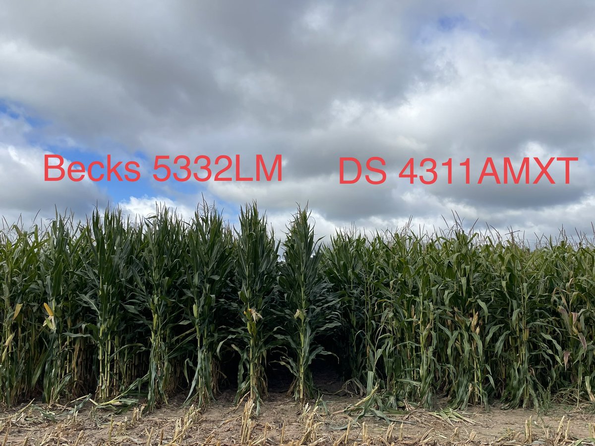 😎 #silage #agronomics <a href="/BecksAgWI/">Beck's Wisconsin Agronomy</a> <a href="/BecksHybrids/">Beck's Hybrids</a>
Waiting on feed results