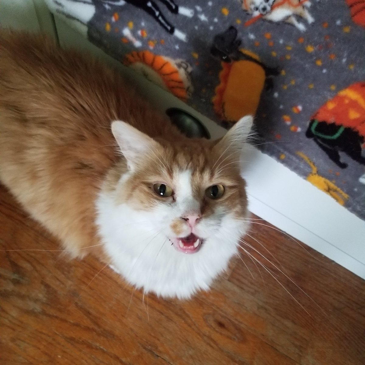 lilcupidkitty's tweet photo. donut Fear. i  Am Alive And Well .! https://t.co/UeTQKcRhqC